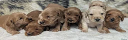 Cockapoo dogs for sale: Quality, DNA Health Clear F1 Cockapoo puppies - Advert 2