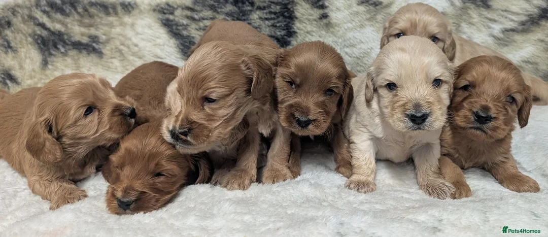Cockapoo dogs for sale: Quality, DNA Health Clear F1 Cockapoo puppies - Advert 2
