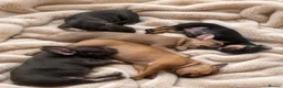 French Bulldog dogs for sale: 🐾Beautiful French Bulldog Puppies 🐾 - Advert 7