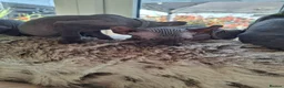 Sphynx cats for sale: Sphynx kittens READY NOW - Advert 4