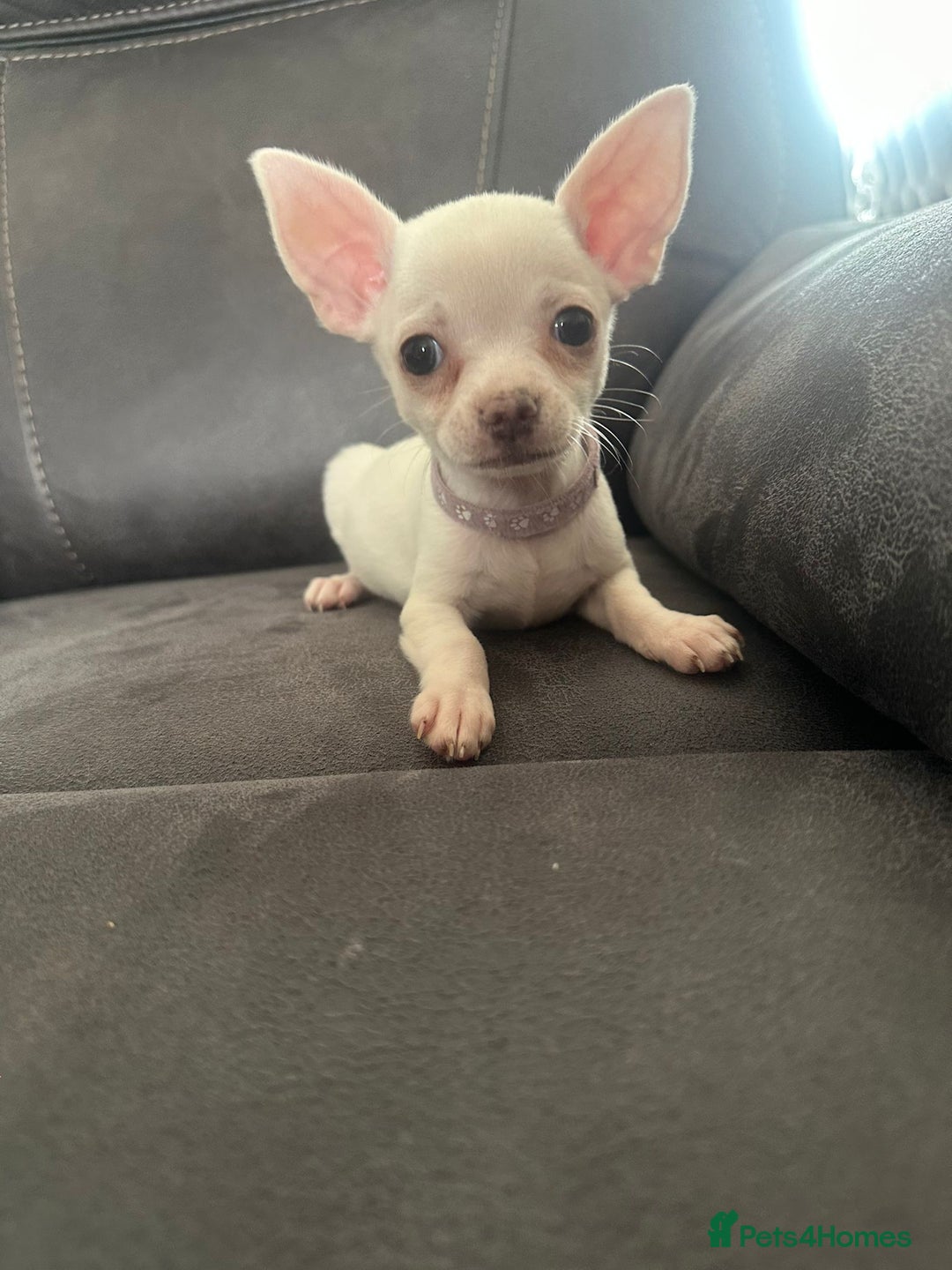 Chihuahua dogs for sale: Chihuahua for sale  - Image 15