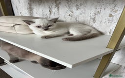 British Shorthair cats for sale: Light British Shorthair Kitten - Image 3