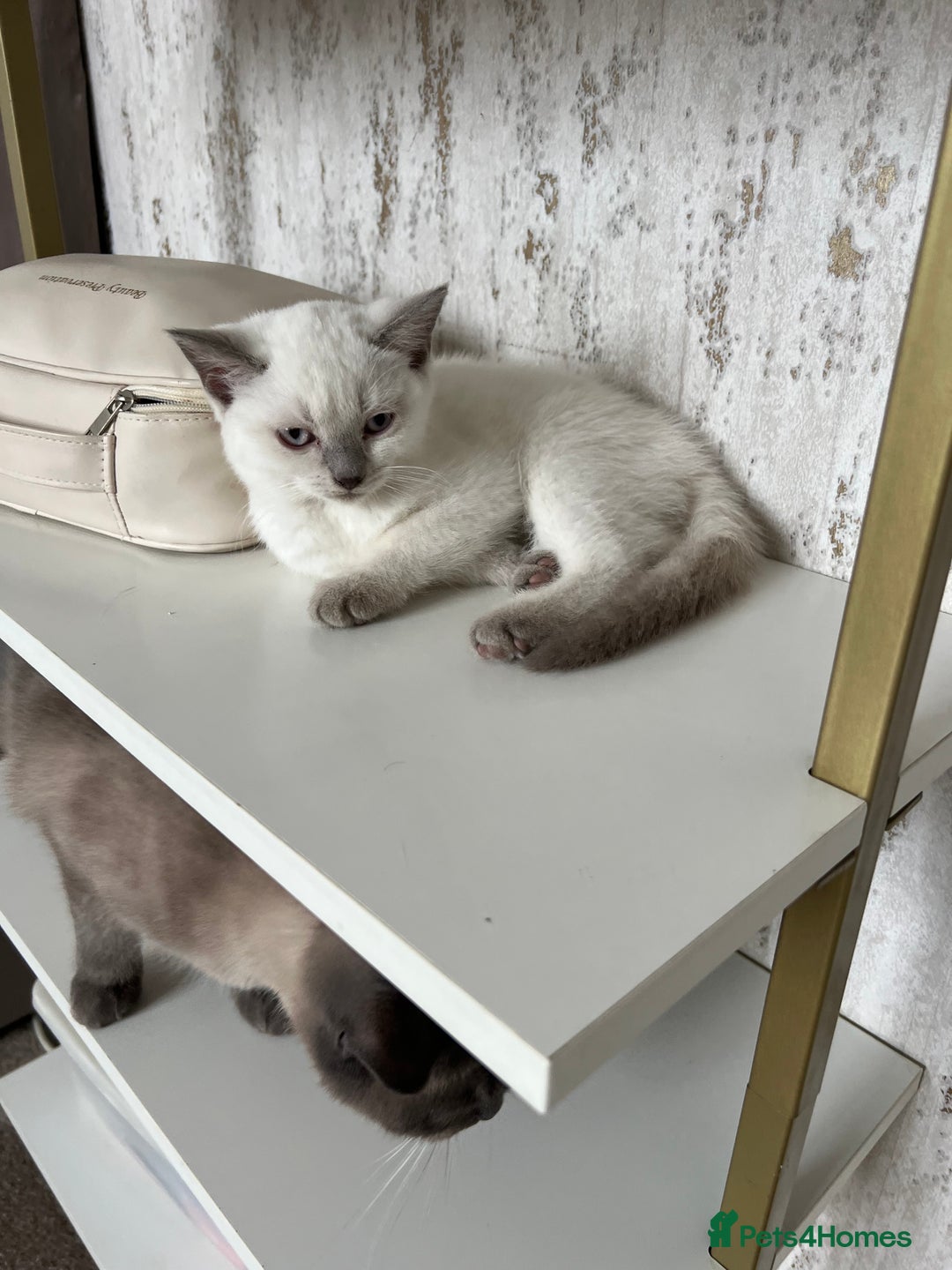 British Shorthair cats for sale: Light British Shorthair Kitten - Image 3