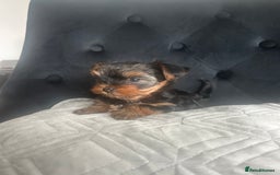 Yorkshire Terrier dogs for sale: Adorable Mini Yorkshire Terrier Puppy 🐾 - Image 2
