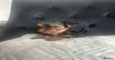 Yorkshire Terrier dogs - Advert 3