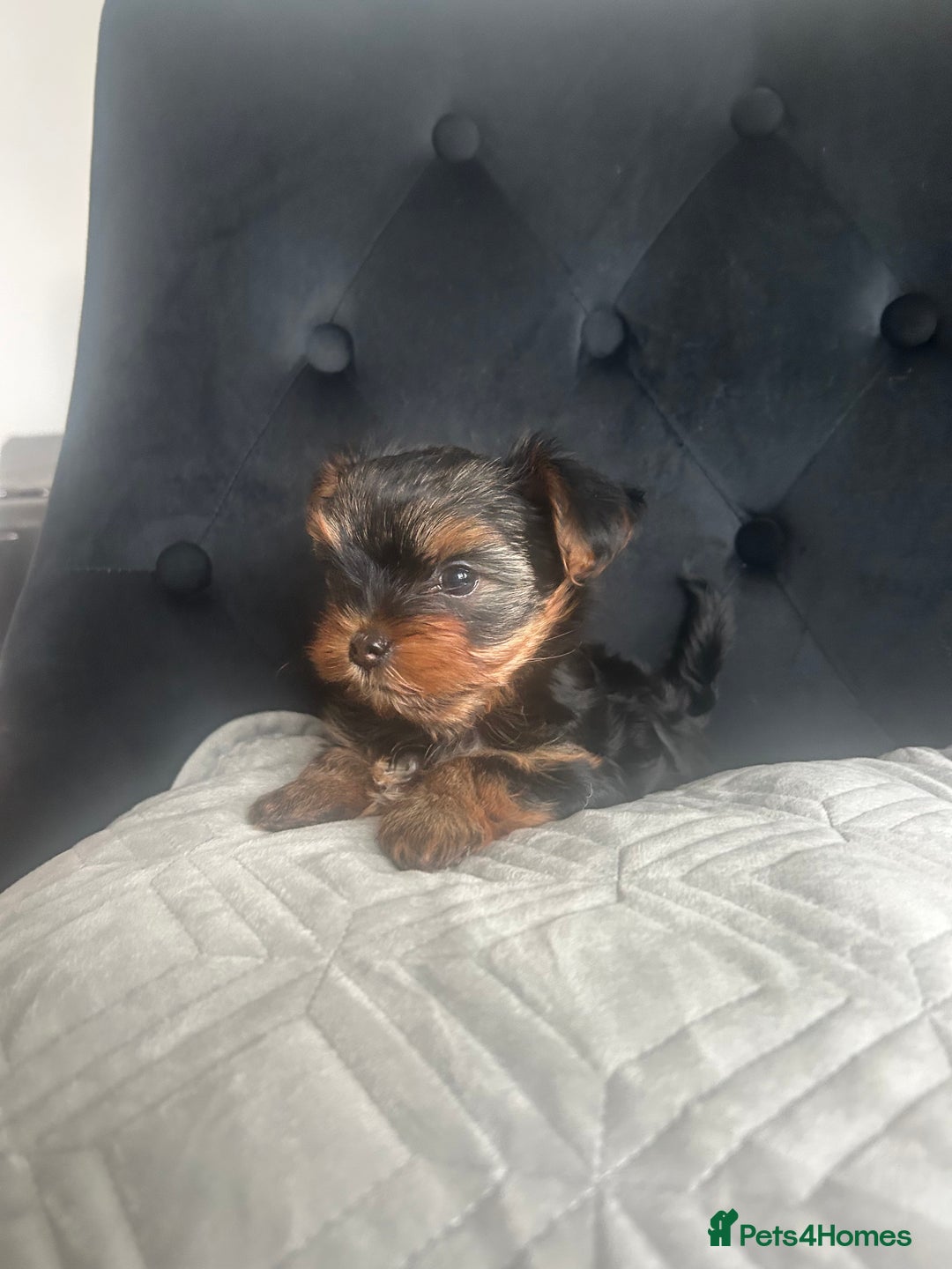 Yorkshire Terrier dogs for sale: Adorable Mini Yorkshire Terrier Puppy 🐾 - Image 2