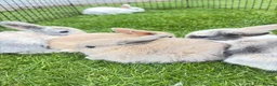 Dwarf Lop rabbits for sale: Baby draw rabbit for sale - Advert 1