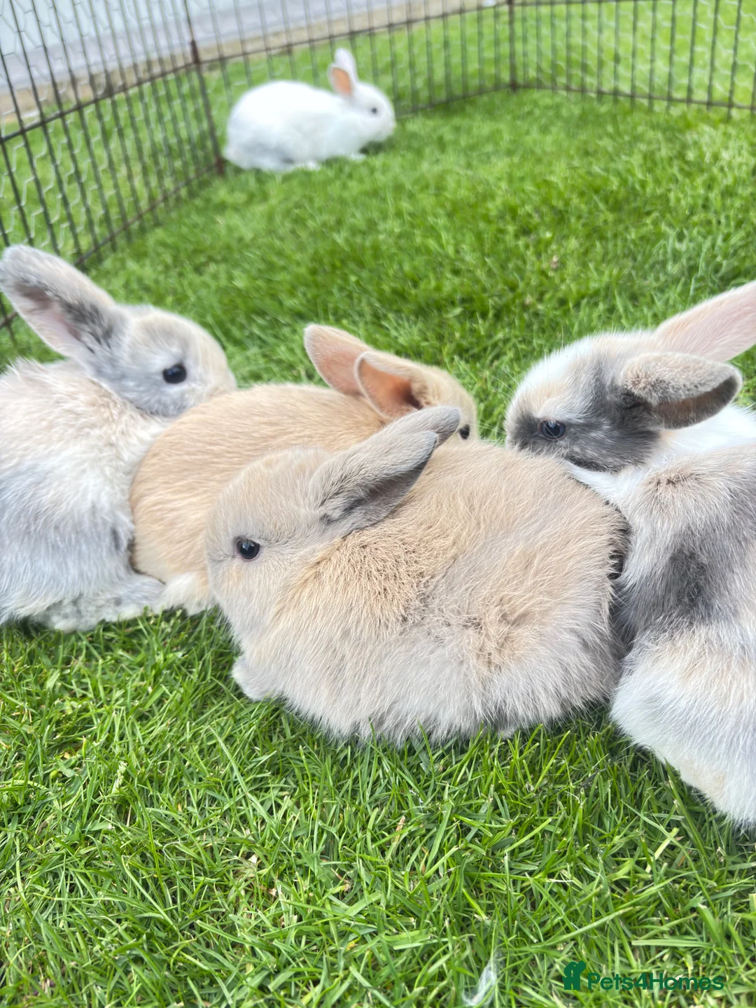 Dwarf Lop rabbits for sale: Baby draw rabbit for sale - Advert 1