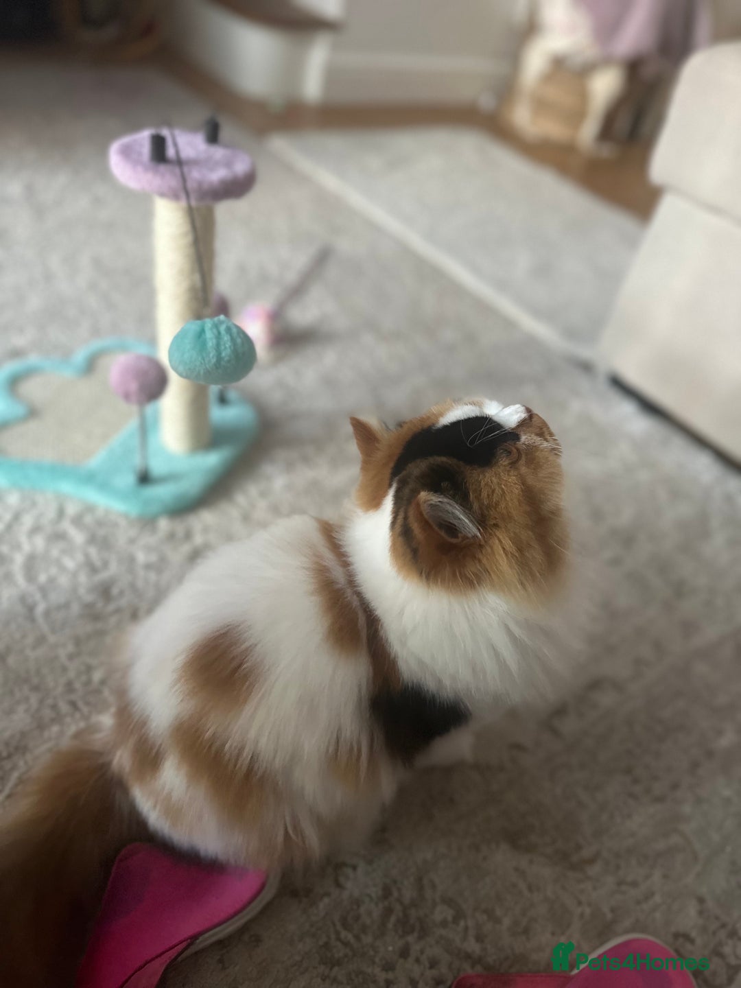 British Longhair cats for sale: 💝 Beautiful Tiger Lily 💝💎🏆 - Image 5