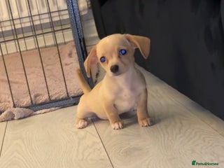 Dachshund dogs Gorgeous mini Dacshund X puppies🐾 - Advert 11