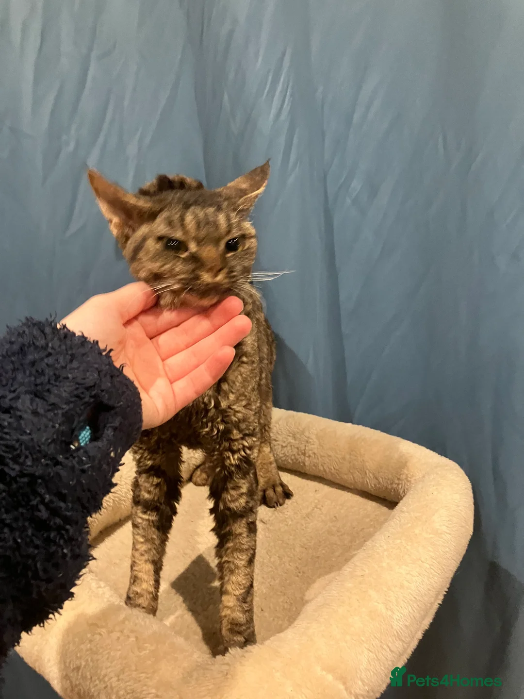 Devon Rex cats for sale: GCCF registered - Devon Rex Kittens - Advert 6