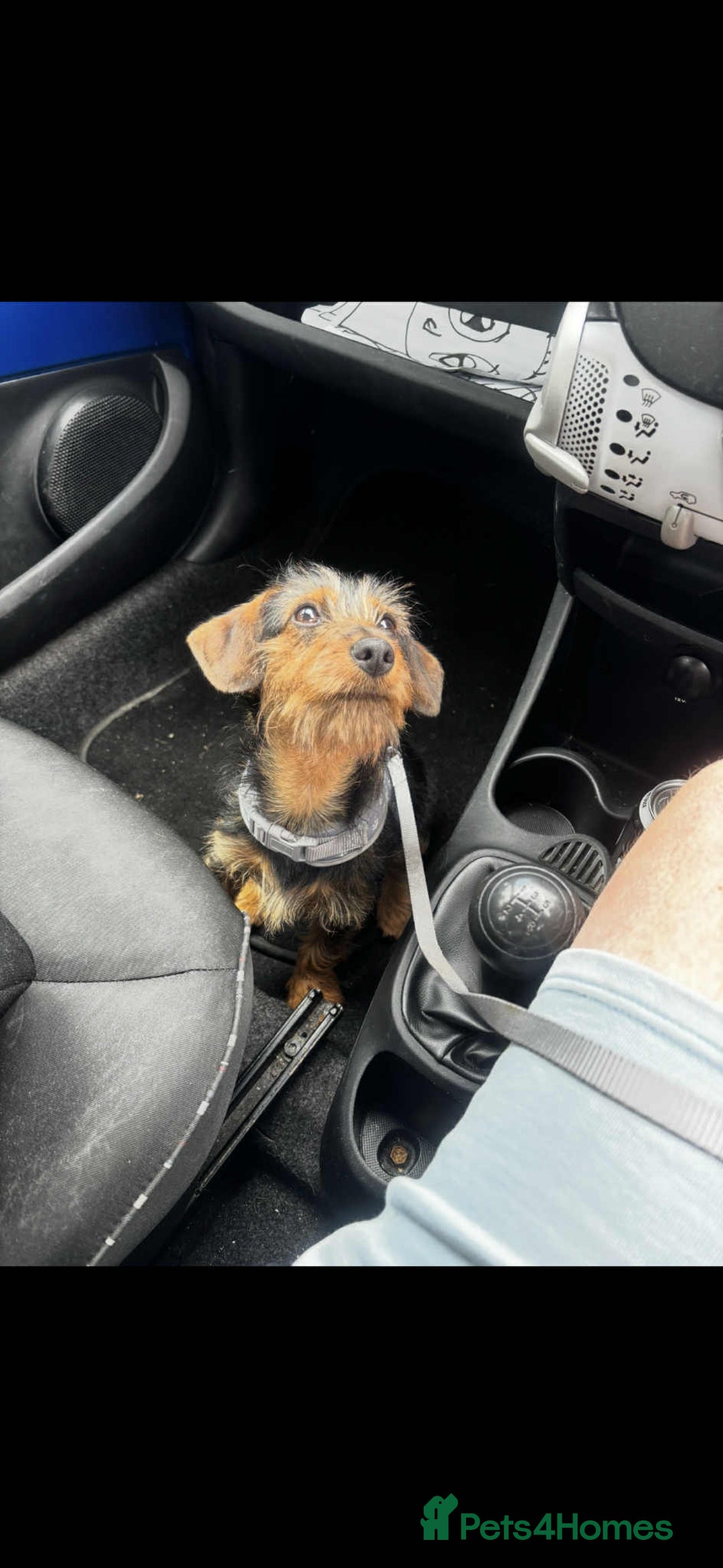 Dachshund dogs for sale: Beautiful Mabel - Image 3
