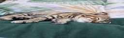 Bengal cats for sale: *READY NOW 2 GIRLS*Snow Bengal X kittens - Advert 3