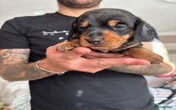 Miniature Dachshund dogs for sale: FOR SALE *Miniature dachshund puppies*  - Image 4