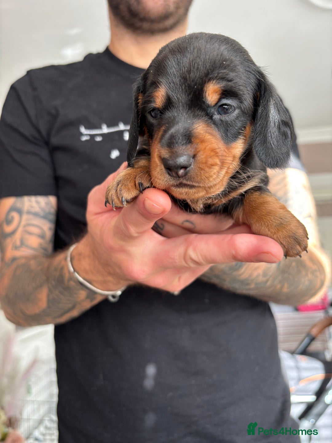Miniature Dachshund dogs for sale: FOR SALE *Miniature dachshund puppies*  - Image 4