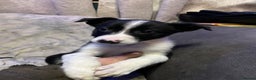 Mixed Breed dogs for sale: 2 gorgeous collie boys left!  - Advert 5