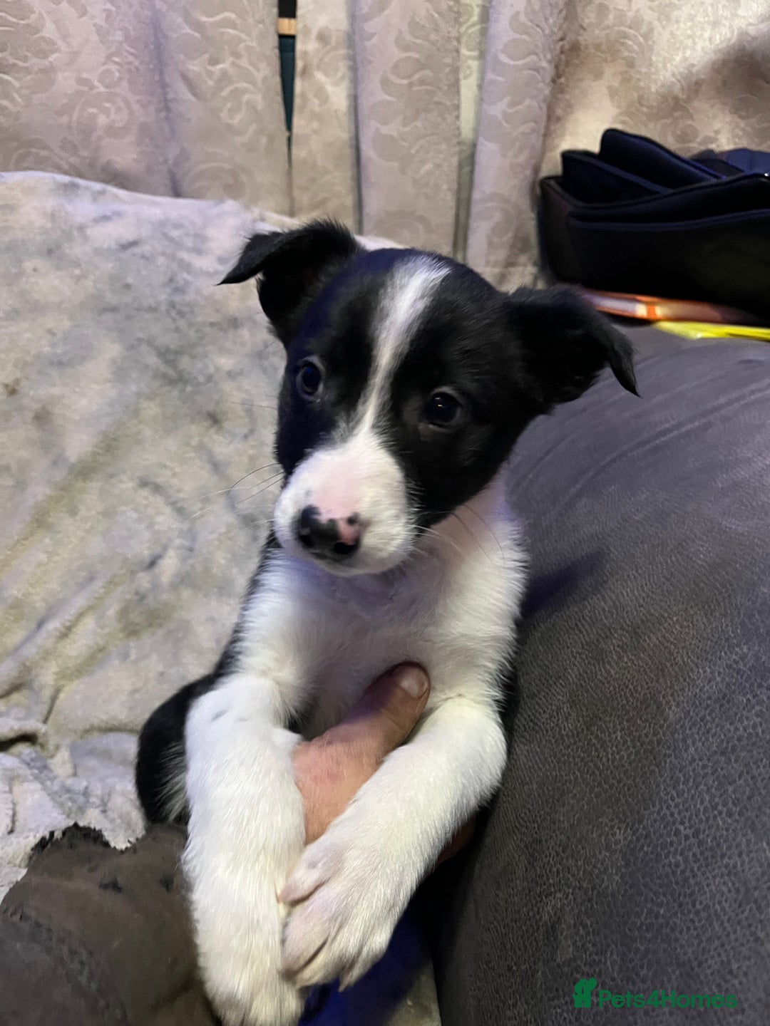 Mixed Breed dogs for sale: 2 gorgeous collie boys left!  - Advert 5