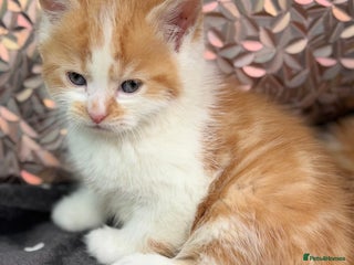 Ragdoll cats - Advert 2