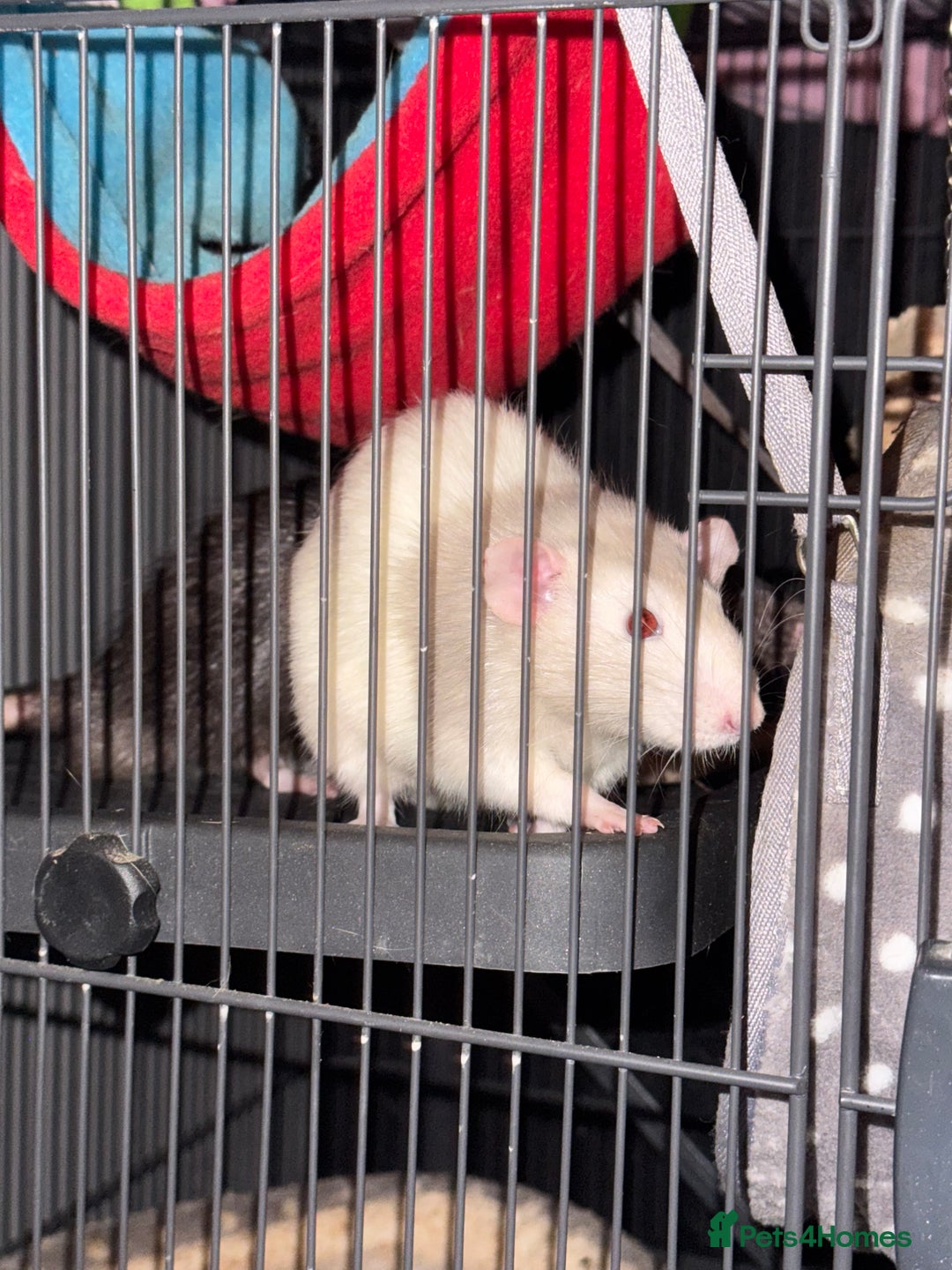 Rat rodents for sale: Rats for sale - Image 4