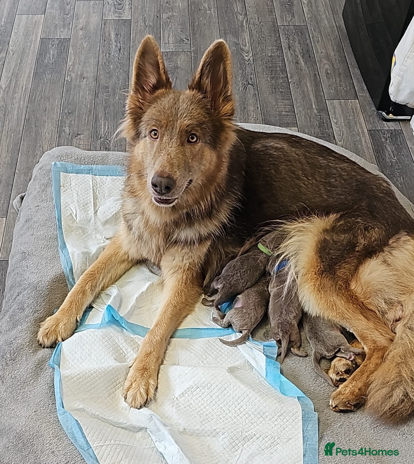 Sheprador dogs Isabelle German Shepherd x yellow lab puppies  - Advert 1