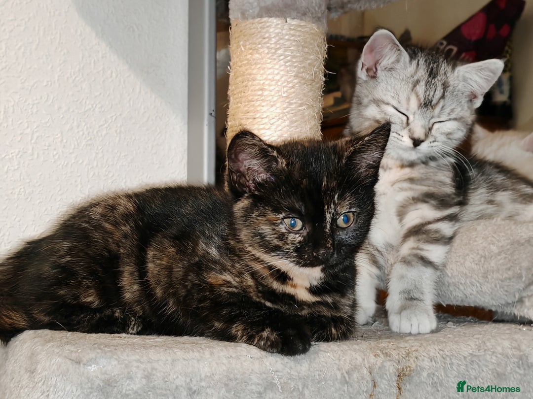 Mixed Breed cats for sale: British Shorthair Mix kittens - Ready Now - Advert 31