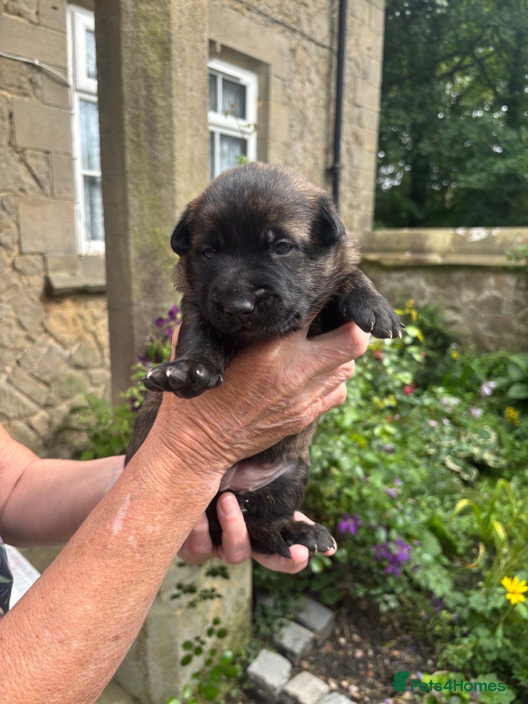 Belgian Shepherd Dog dogs for sale: Dutch shepherd puppies  - Image 19