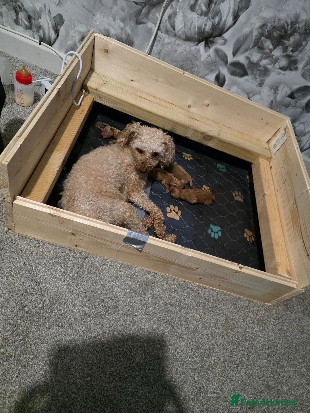 Toy Poodle dogs for sale: Kc registered toy poodle  in Bradford - Advert 3
