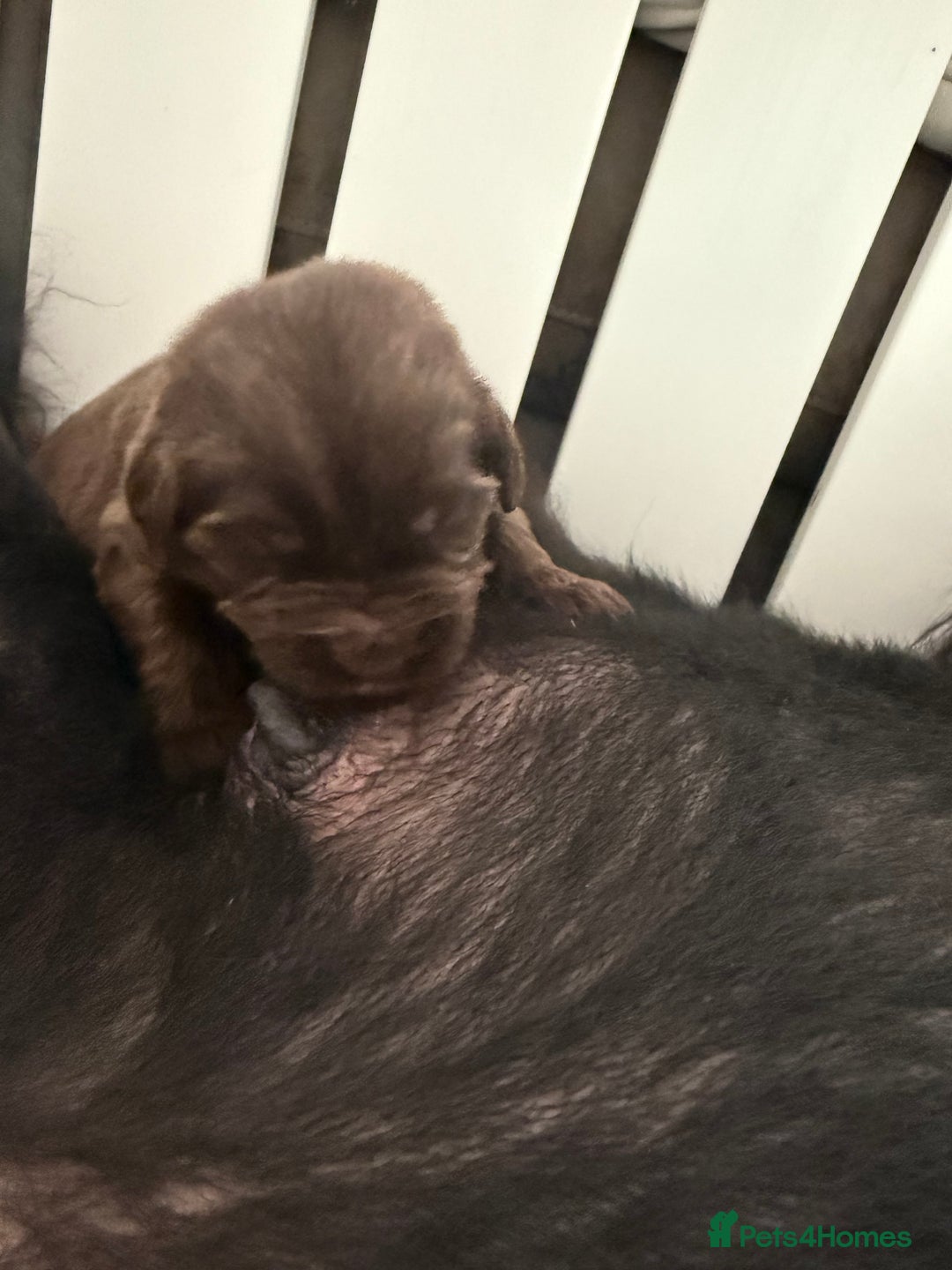 Newfoundland dogs for sale: KC registered Newfoundland Puppies. Health tested - Image 26