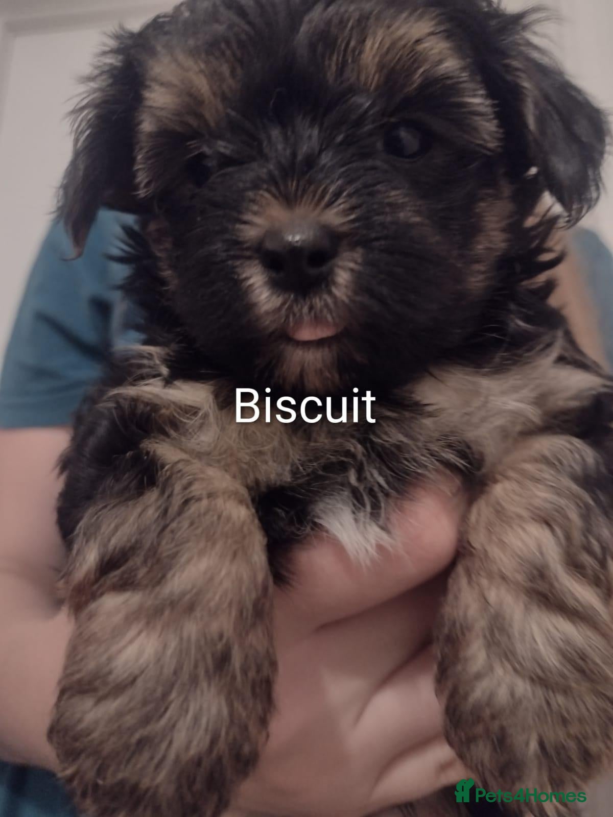 Yorkshire Terrier dogs Puppy's  - Advert 7