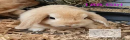 Mixed Breed rabbits for sale: 4 stunning bunnies looking for their new homes 🐇  - Advert 4