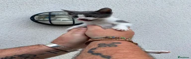 Mixed Breed Kitten 3
