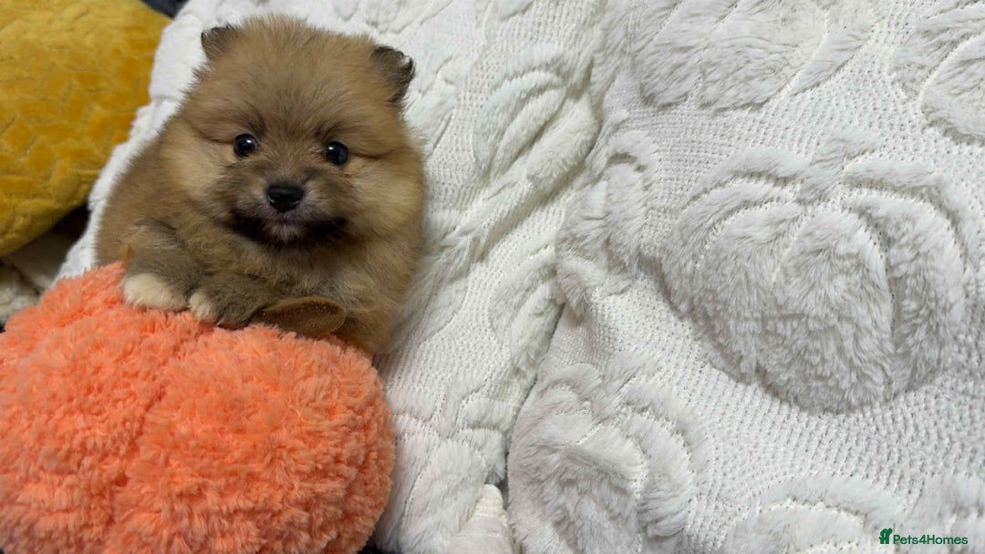 Pomeranian dogs for sale: ✨ Fluffy Pomeranian Puppies – Ready in October! - Image 5
