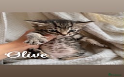 Siberian cats for sale: Siberian x kittens  - Image 6