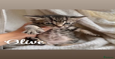 Siberian cats - Advert 2
