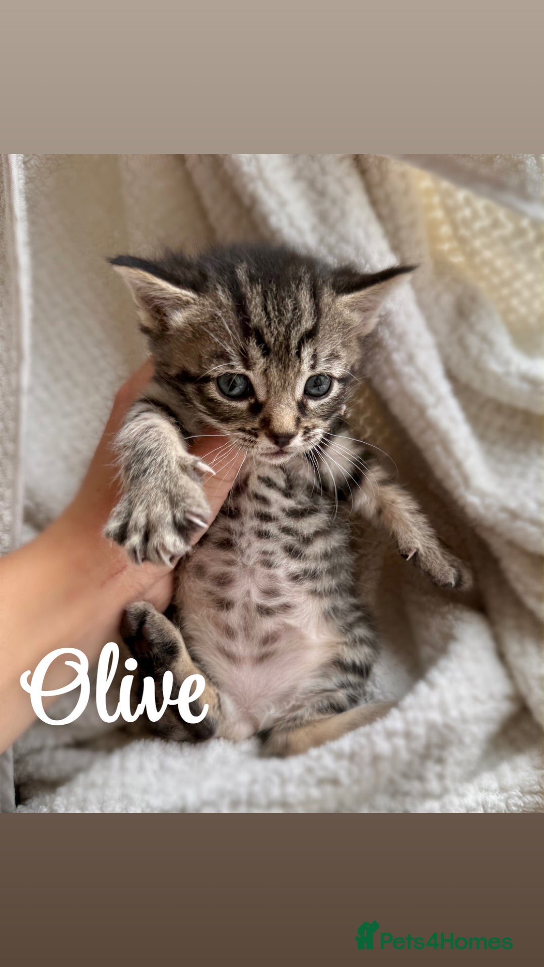 Siberian cats for sale: Siberian x kittens  - Image 6