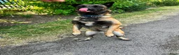 Mixed Breed dogs for adoption: Meet Luna, currently residing in London in Edgware - Advert 8