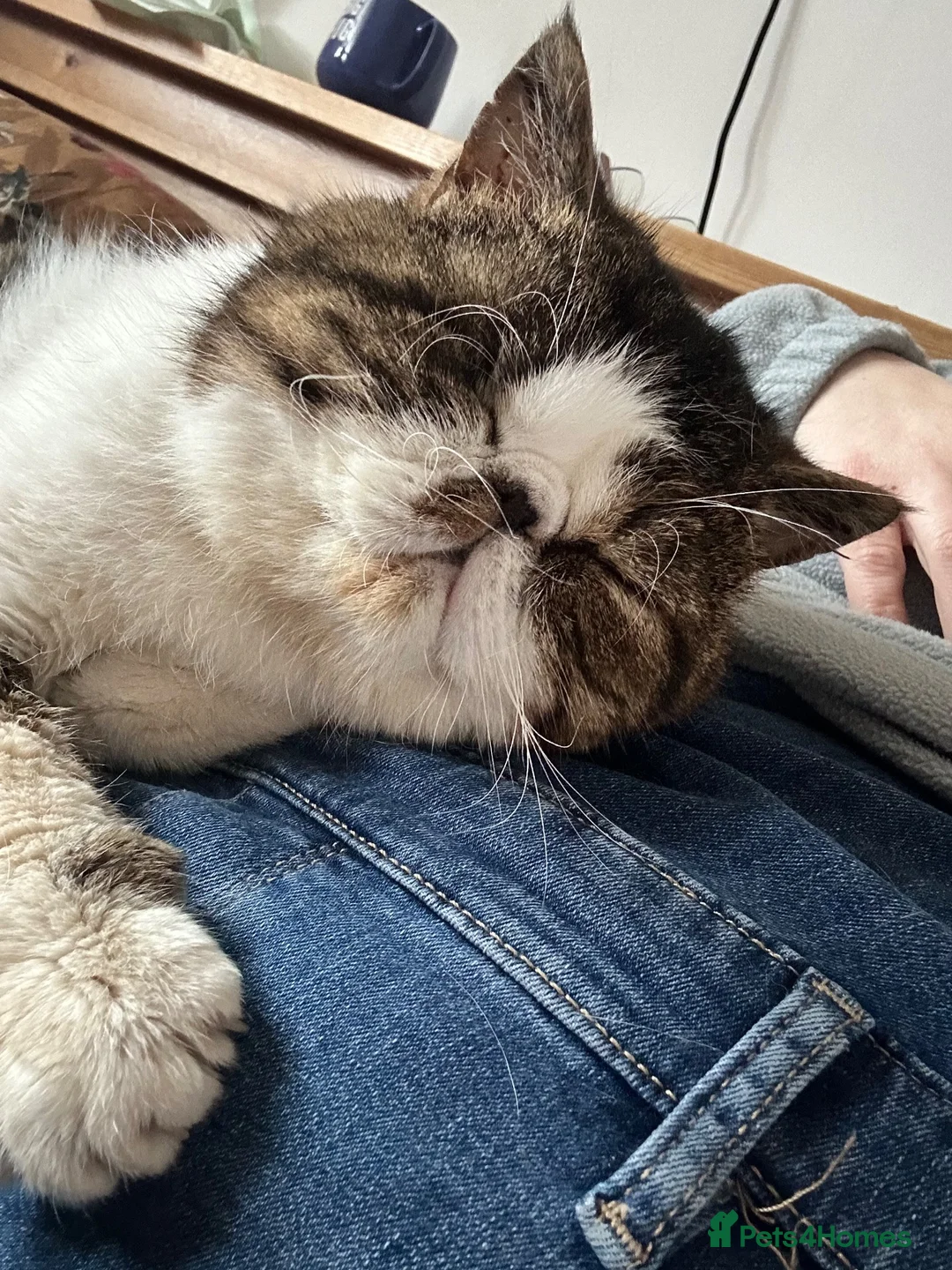 Exotic cats for sale: Exotic shorthair cat - Advert 9