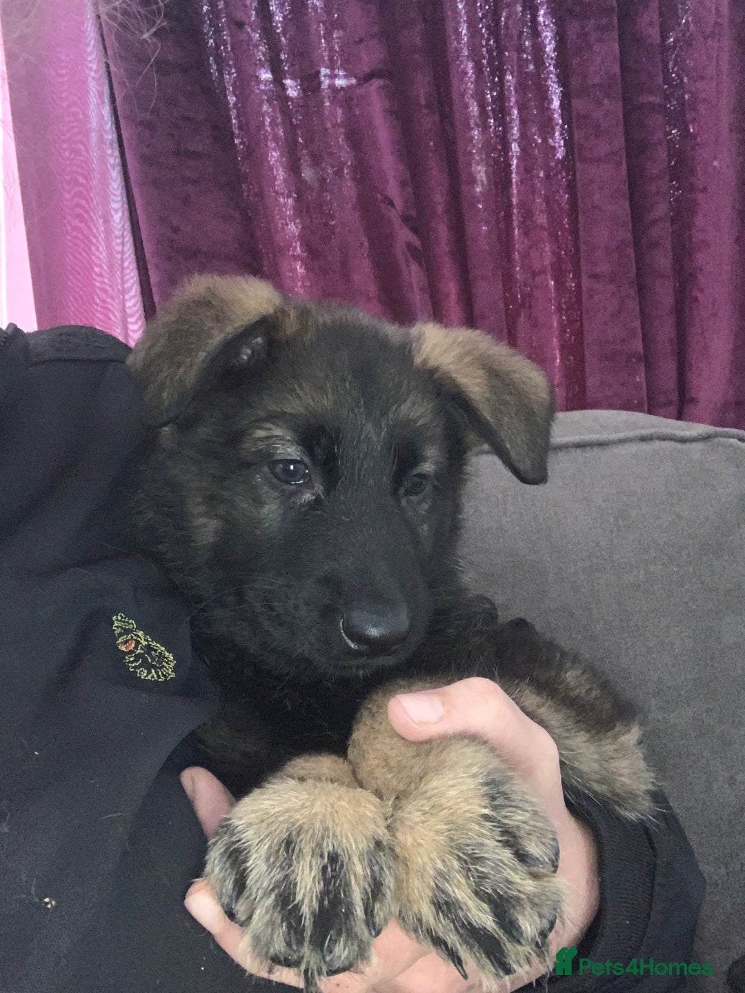 German Shepherd dogs for sale: Beautiful females! - Image 4