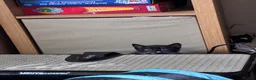 Russian Blue cats for sale: 2 Beautiful Russian Blue x Boys kittens - Advert 4