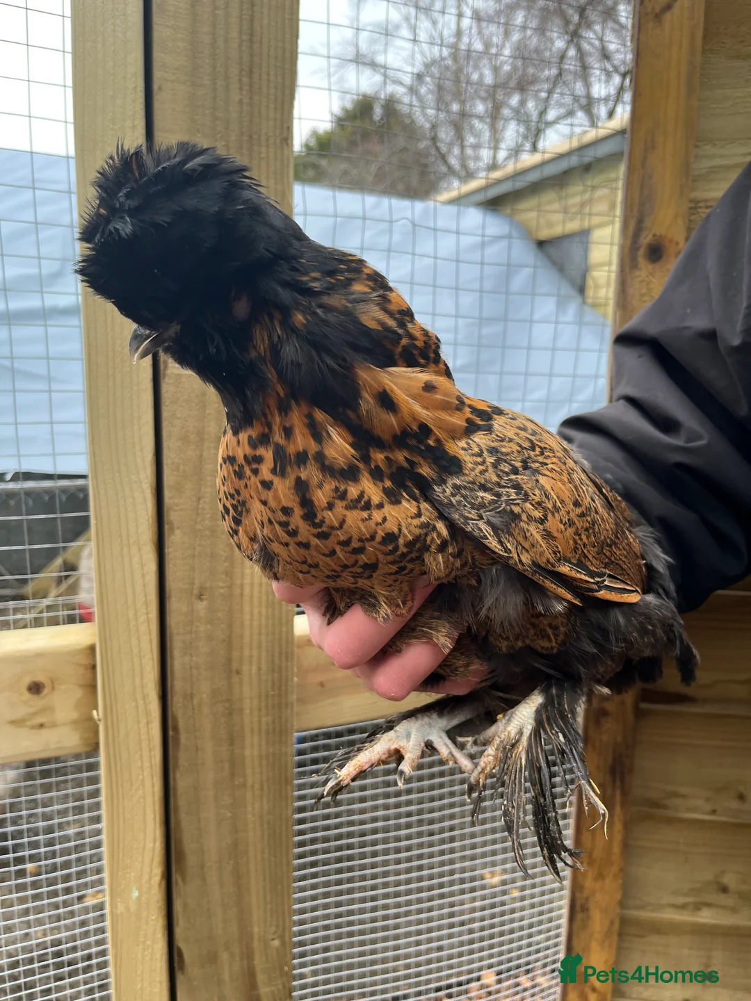 Chickens poultry for sale: Chicks, pullets, cockerels  - Advert 38