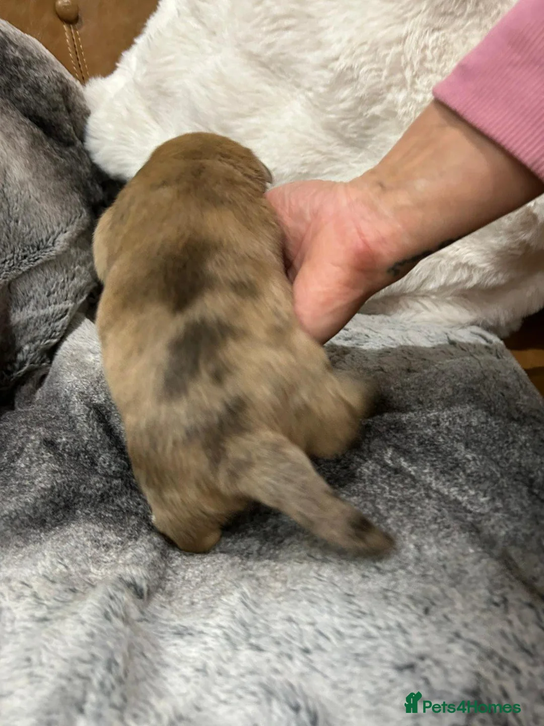 Mixed Breed dogs for sale: Adorable Miniature Dachshund Puppies - Advert 7