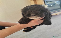 Cavapoo dogs for sale: Cavapoo puppies - Image 5