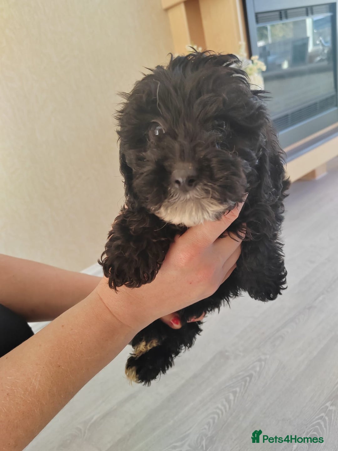 Cavapoo dogs for sale: Cavapoo puppies - Image 5
