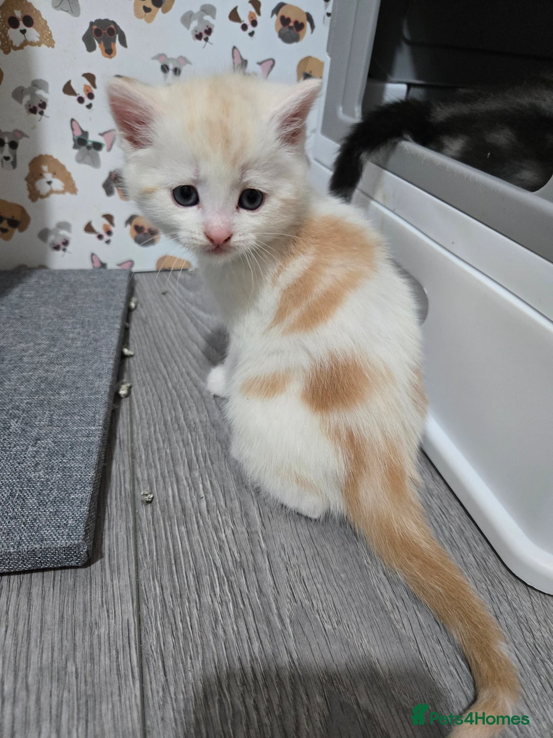 Brazilian Shorthair cats for sale: British shorthair x Persian  - Advert 11