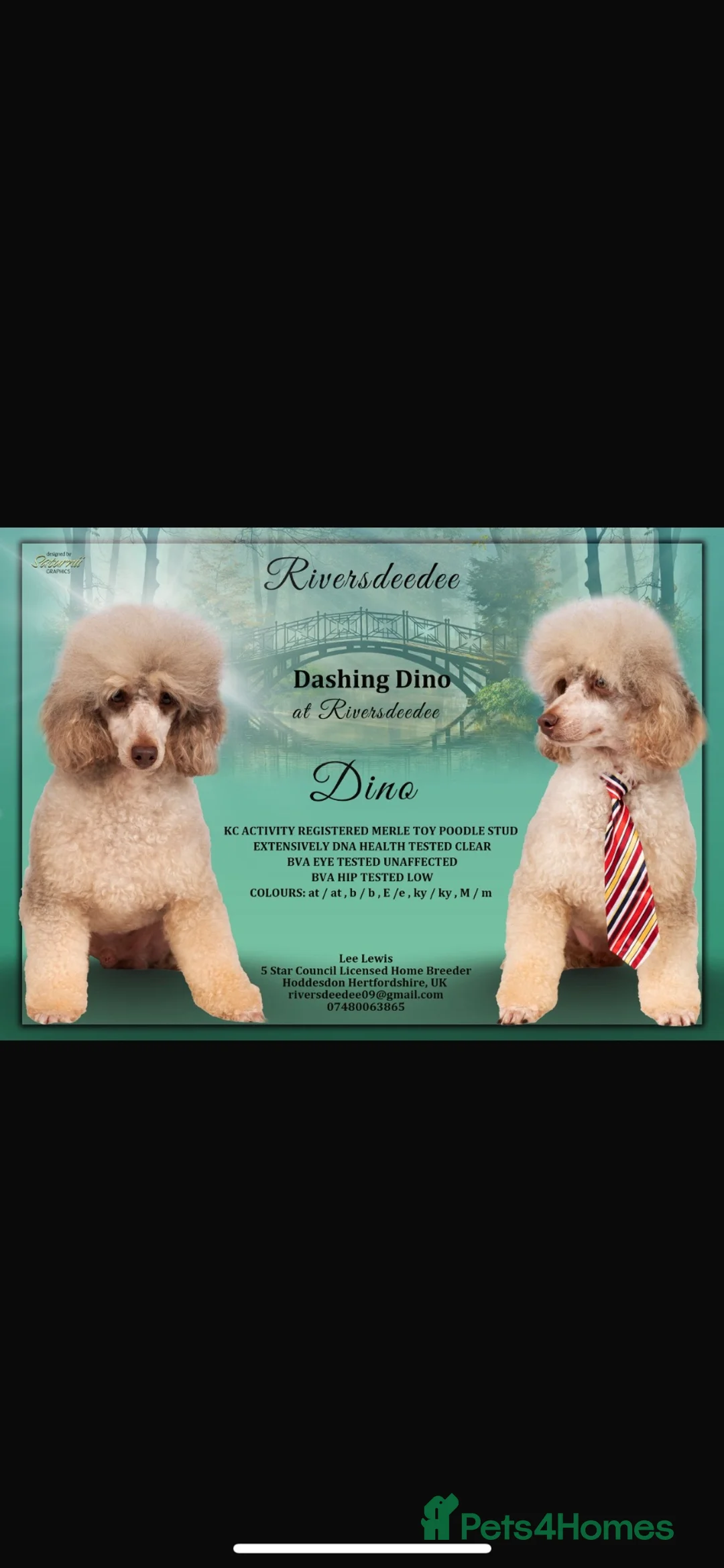 Labradoodle dogs for sale: Stunning miniature labradoodle puppies - Advert 2