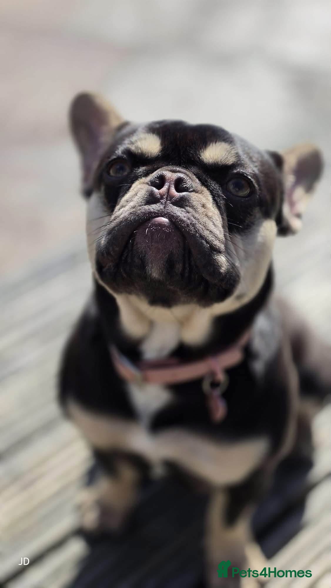 French Bulldog dogs KC French Bulldog (rehoming) - Advert 1