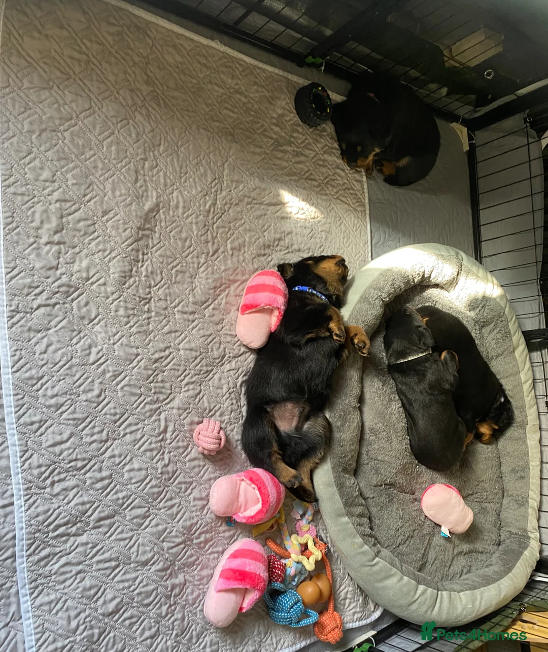 Rottweiler dogs for sale: Rottweiler puppies - Advert 26