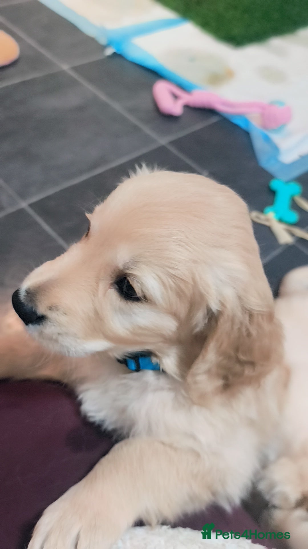 Golden Retriever dogs for sale: Gorgeous golden retriever puppies 🐕 - Advert 25