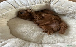 Cockapoo dogs for sale: LAST GORGEOUS RED TOY COCKAPOO PUPPY -  £1850 - Image 3