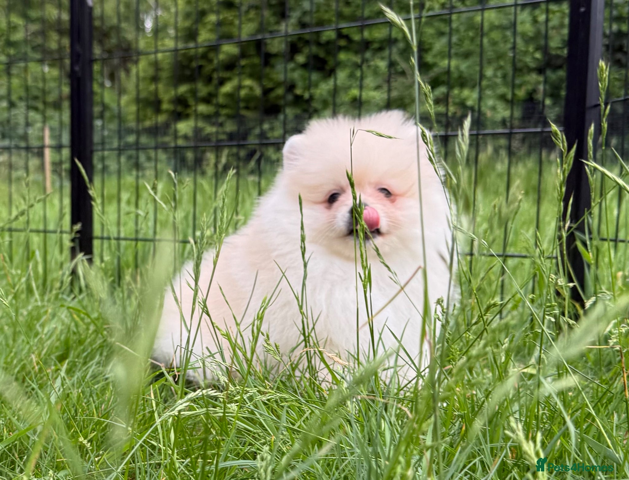 Pomeranian dogs for sale:  Rare colour Russian line Teddy Bear Pom Puppies ✨ - Advert 24